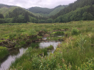 Waterway through meadow